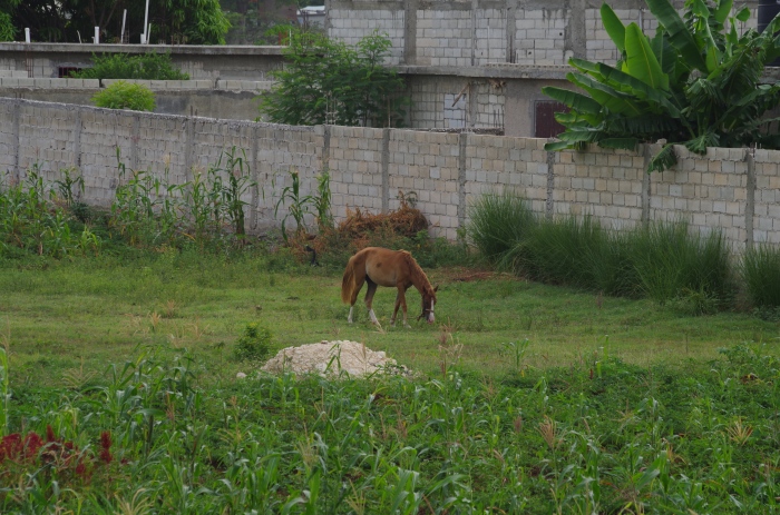 The first of MANY skinny livestock we encountered while in Haiti
