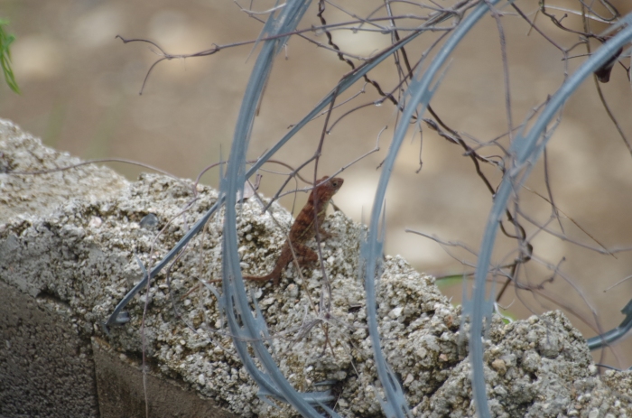 One of our scaly roommates, running away from our team across some of the razorwire atop the compound wall.  Perhaps a cousin to Ike?