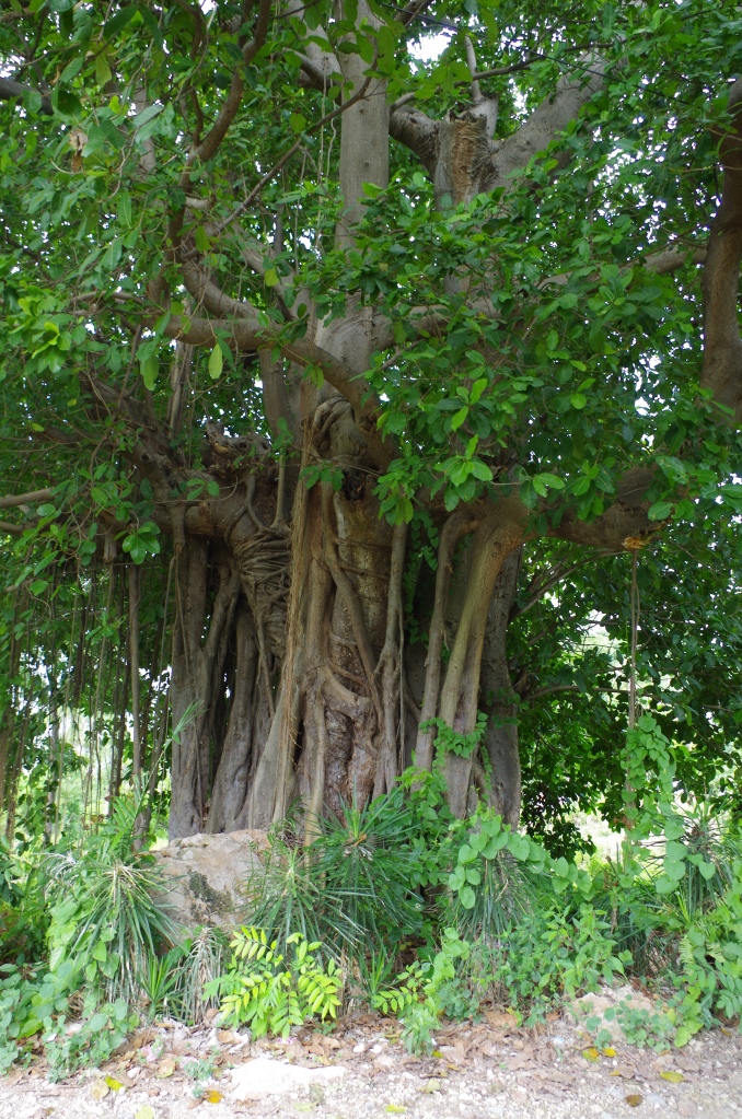 This is a very old-growth tree (especially for the deforested expanse of Haiti), and as such it is almost certainly a Vodou holy site, a place where prayers are offered to propitiate the spirit associated with the tree
